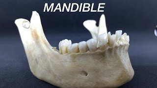 MANDIBLE  GENERAL FEATURES amp ATTACHMENTS [upl. by Fevre]