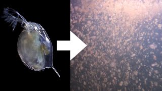 How I Culture Daphnia [upl. by Adlai349]