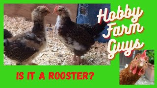 Is It A Rooster How To Tell If A Young Chicken Is Male or Female [upl. by Edette]