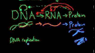 Molecular Biology Outline  Central Dogma [upl. by Rangel]