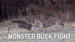 Monster Whitetail Buck Fight [upl. by Brenda200]