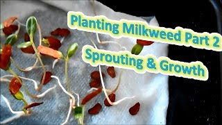 Planting Milkweed Part 2  Sprouting amp Growth Help The Monarch Butterfly [upl. by Reffineg]