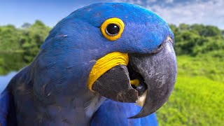 The Most Beautiful Parrot On Earth  Hyacinth Macaw [upl. by Gnol]