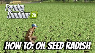 How To Oil Seed Radish  Farming Simulator 25 FS25 XBOX [upl. by Yenots122]