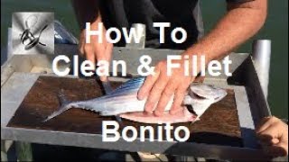 How To Clean amp Fillet Bonito  The Hook and The Cook [upl. by Zaccaria]