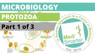 Protozoa  Microbiology  USMLE STEP 1  Part 1 of 3 [upl. by Cheyne]