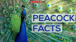 Interesting Facts About Peacocks And Peahens Or The Peafowls [upl. by Zoltai946]