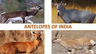 Antelopes of India 🇮🇳  Mammals  Indian Animals [upl. by Merideth]