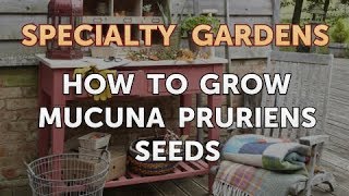 How to Grow Mucuna Pruriens Seeds [upl. by Teews329]