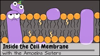 Inside the Cell Membrane [upl. by Fredella401]