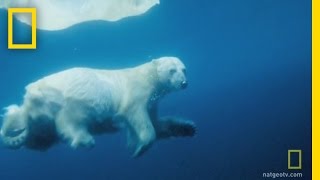 Underwater Polar Bear  National Geographic [upl. by Collin23]