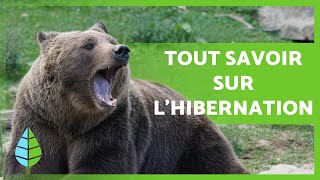 Questce que lHIBERNATION et quels sont les ANIMAUX qui HIBERNENT  🐻 🐸 [upl. by Heinrike]