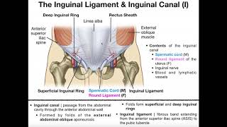 Anatomy  The Inguinal Ligament amp Inguinal Canal [upl. by Bethany]