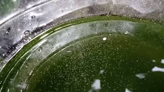 DAPHNIA MOINA CULTURE IN A SMALL BUCKET [upl. by Kallman532]