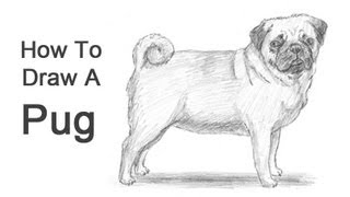 How to Draw a Dog Pug [upl. by Yentrac]