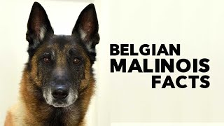 Belgian Malinois Everything You Need to Know [upl. by Sumedocin]