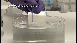 Hydrophilic and Hydrophobic Treatment Demo  Oceanit Surface Treatments [upl. by Trauts264]