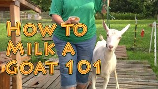 How to Milk a Goat 101 [upl. by Johns]