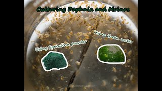 How To Culture Daphnia and Moinas using Green Water Spirulina powder [upl. by Rudolph]