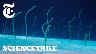 The Strange Life of Garden Eels  ScienceTake [upl. by Laundes136]