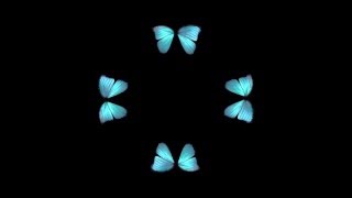 Butterfly Hologram Video HD [upl. by Eilliw]