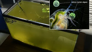 Raising Daphnia for the Freshwater Aquarium [upl. by Necyla]