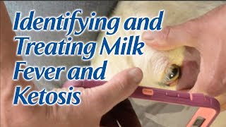 Identifying and Treating Milk Fever and Ketosis [upl. by Gnohc678]