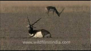 Blackbuck in Tal Chappar Rajasthan [upl. by Inalial]