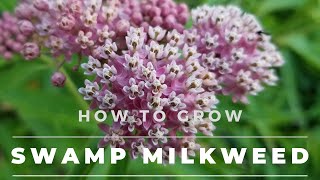 Swamp Milkweed  Asclepias Incarnata Facts Grow amp Care [upl. by Itirahc]