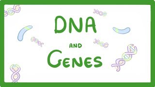 GCSE Biology  DNA Part 1  Genes and the Genome 63 [upl. by Ablem]