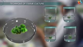 Tissue Culture [upl. by Attena]