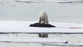 Polar Bear catches enormous Bearded Seal [upl. by Eyla]