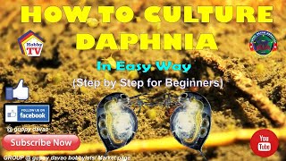 HOW TO CULTURE DAPHNIA In Easy Way [upl. by Zingg]