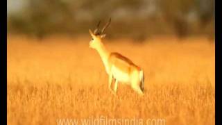 Blackbuck antelope leaping in the air  crapping Blackbuck [upl. by Clotilda]