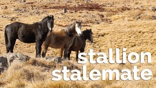 Stallion Stalemate the Story of Australia’s Heritage Horses [upl. by Zenitram]